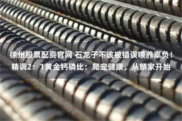 徐州股票配资官网 石龙子不该被错误喂养辜负！精调2：1黄金钙磷比：爬宠健康，从麟家开始